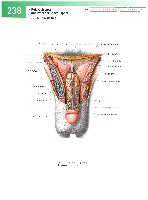 Sobotta  Atlas of Human Anatomy  Trunk, Viscera,Lower Limb Volume2 2006, page 245